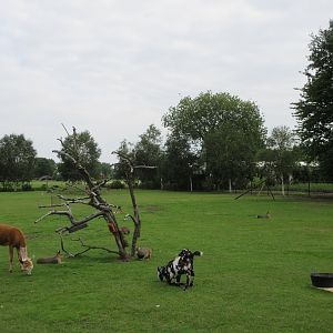Mixed-Species Paddock