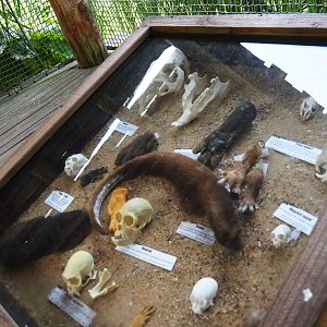 Display case with South American monkey and rodent parts, 2019-07-21