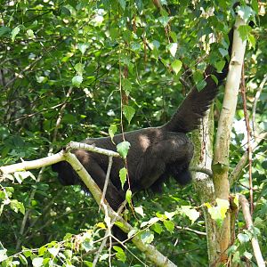 Woolly monkey (Lagothrix lagotricha), 2019-07-21