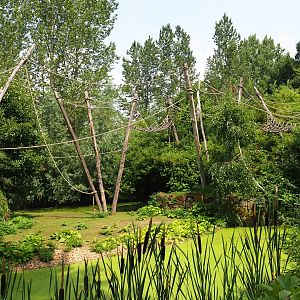 Woolly monkey - Capybara exhibit, 2019-07-21