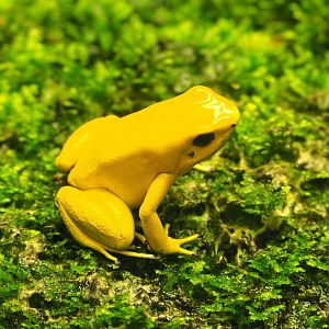 Golden poison dart frog (Phyllobates terribilis), 2019-07-21