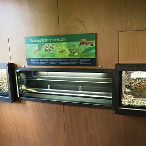 Leafcutter ant setup, 2019-07-21