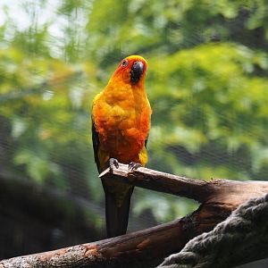 Sun conure (Aratinga solstitialis), 2019-07-21