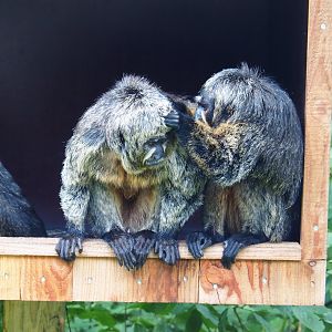 White-faced sakis (Pithecia pithecia), 2019-07-21