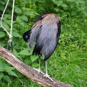 Grey-winged trumpeter (Psophia crepitans), 2019-07-21