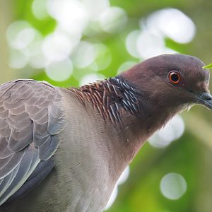 Picazuro pigeon (Patagioenas picazuro), 2019-07-21