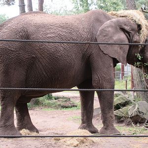 African Elephant (huge bull)