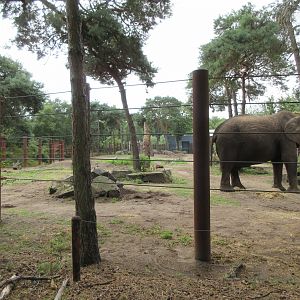 African Elephant (bull yard)