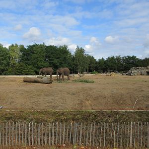 African Elephant/Hamadryas Baboon Exhibit