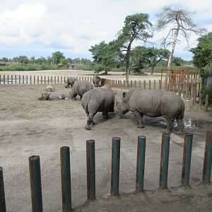 White Rhino - side yard