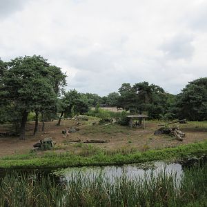 Lowland Gorilla/Colobus Exhibit (bachelor group)
