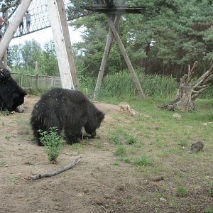 2 Sloth Bears, 1 Corsac Fox and 1 Small-clawed Otter