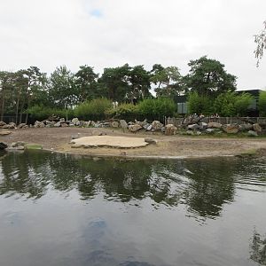 Common Hippo - enormous exhibit