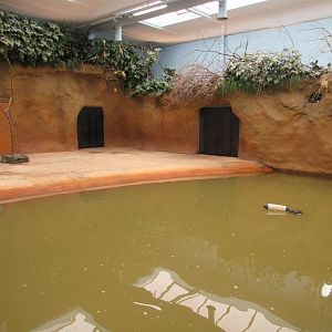 Common Hippo - indoor pool