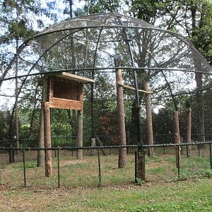 Verreaux's Eagle Aviary #1