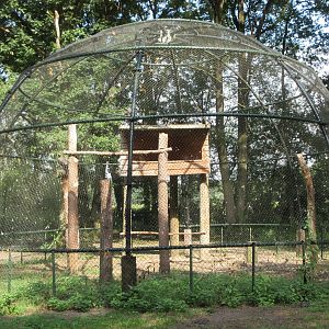 Verreaux's Eagle Aviary #2