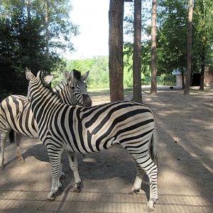 Burchell's Zebra Exhibit