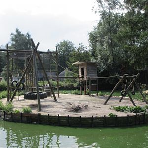 Ring-tailed Lemur 'Tire Island'