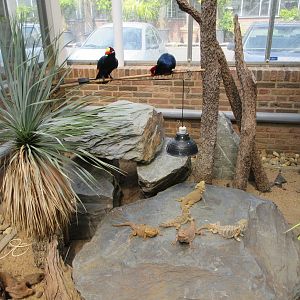 Bearded Dragon Exhibit