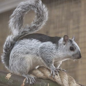 Black and white variegated squirrel - Sciurus variegatoides dorsalis