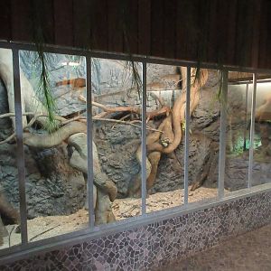 Ring-tailed Mongoose Exhibit