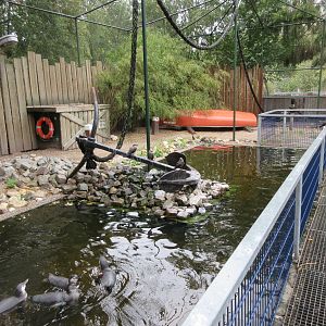 African Penguin Exhibit (walk-through)
