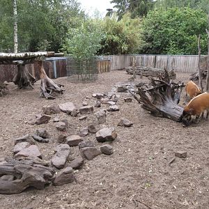 Red River Hog Exhibit