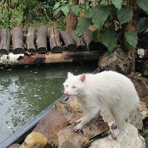 Albino Raccoon