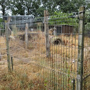 Striped Hyena Exhibit