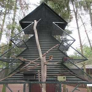 Infamous Squirrel 'Christmas Tree' Exhibit