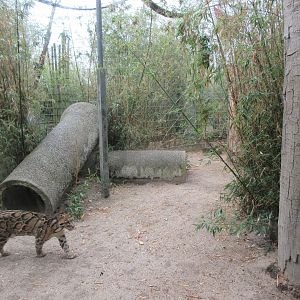 Clouded Leopard Exhibit