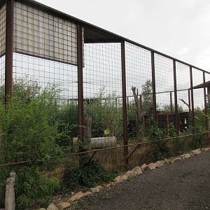 Steller's Sea Eagle Aviary