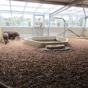 Lowland Tapir Exhibit - indoor quarters