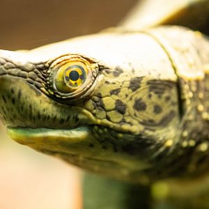 Central American River Turtle- (Dermatemys mawii)