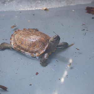 Arakan Forest Turtle- (Heosemys depressa)