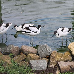 Pied avocets