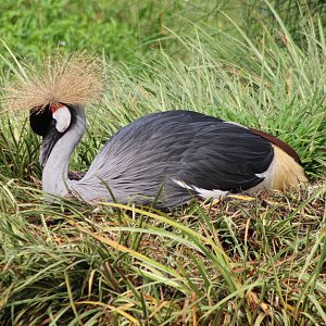 Grey crowned crane