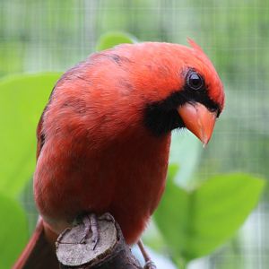 Northern cardinal - male