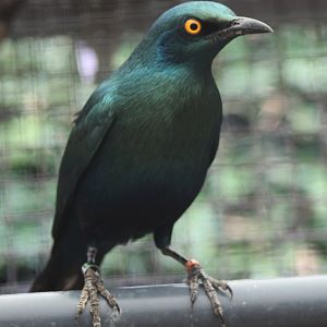 Blue-eared glossy starling