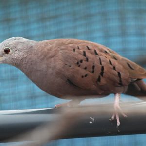 Ruddy ground-dove - Columbina talpacoti