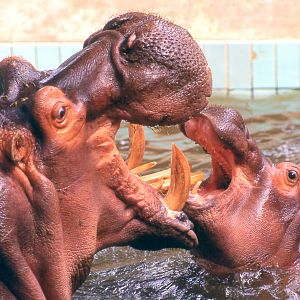 Hippopotamus; Frankfurt; early 1990s