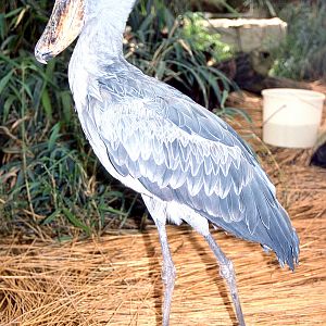 Shoebill; Frankfurt; early 1990s