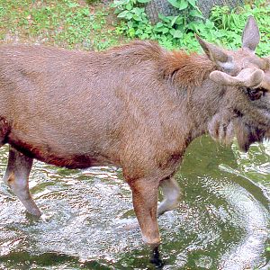 Moose; Munich; early 1990s