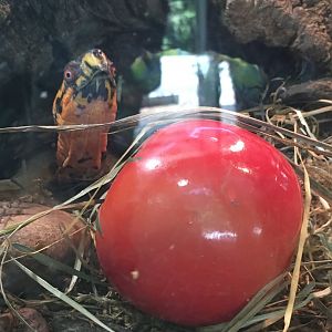 Pritzker Family Children's Zoo - Eastern Box Turtle and Apple