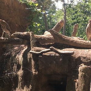 Adolescent Black-Crowned Night Herons