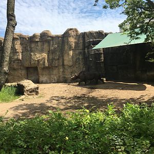 Regenstein African Journey - Eastern Black Rhino Enclosure #1