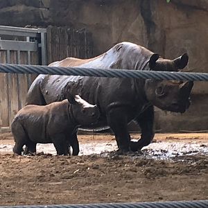 Regenstein African Journey - Kapuki and Romeo