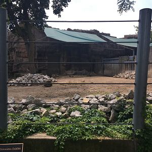 Regenstein African Journey - Eastern Black Rhino Enclosure #3