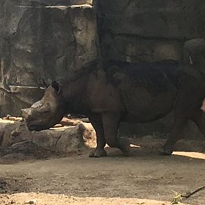 Regenstein African Journey - Eastern Black Rhinoceros