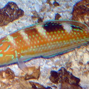 Christmas Wrasse (Halichoeres claudia) (ID by Great Argus)